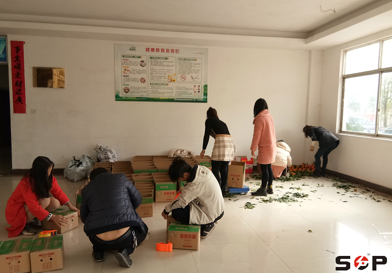 SOP员工在打包脐橙